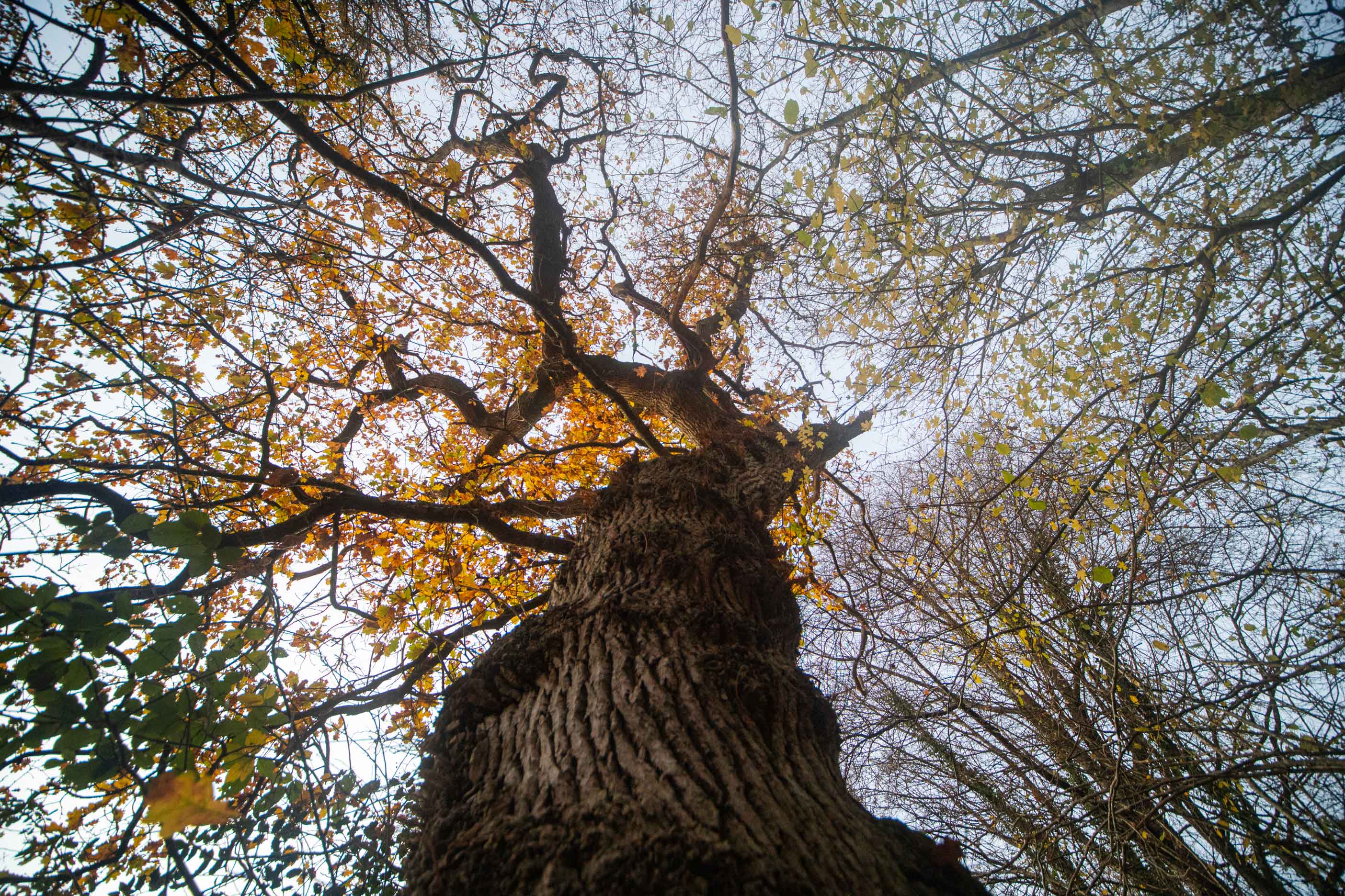 An Immersion in the Heart of Nature
