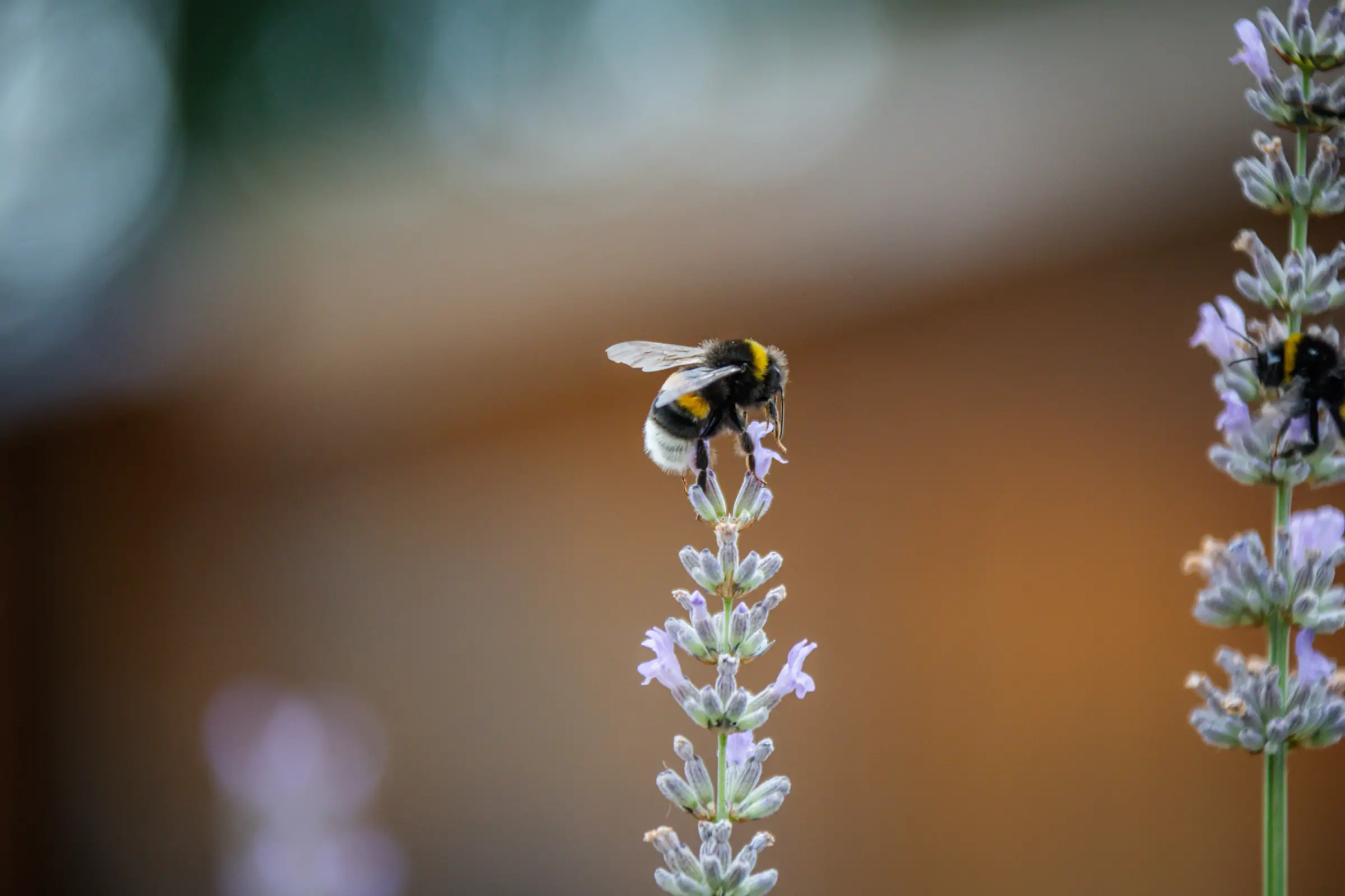 What is a Natura 2000 site ?